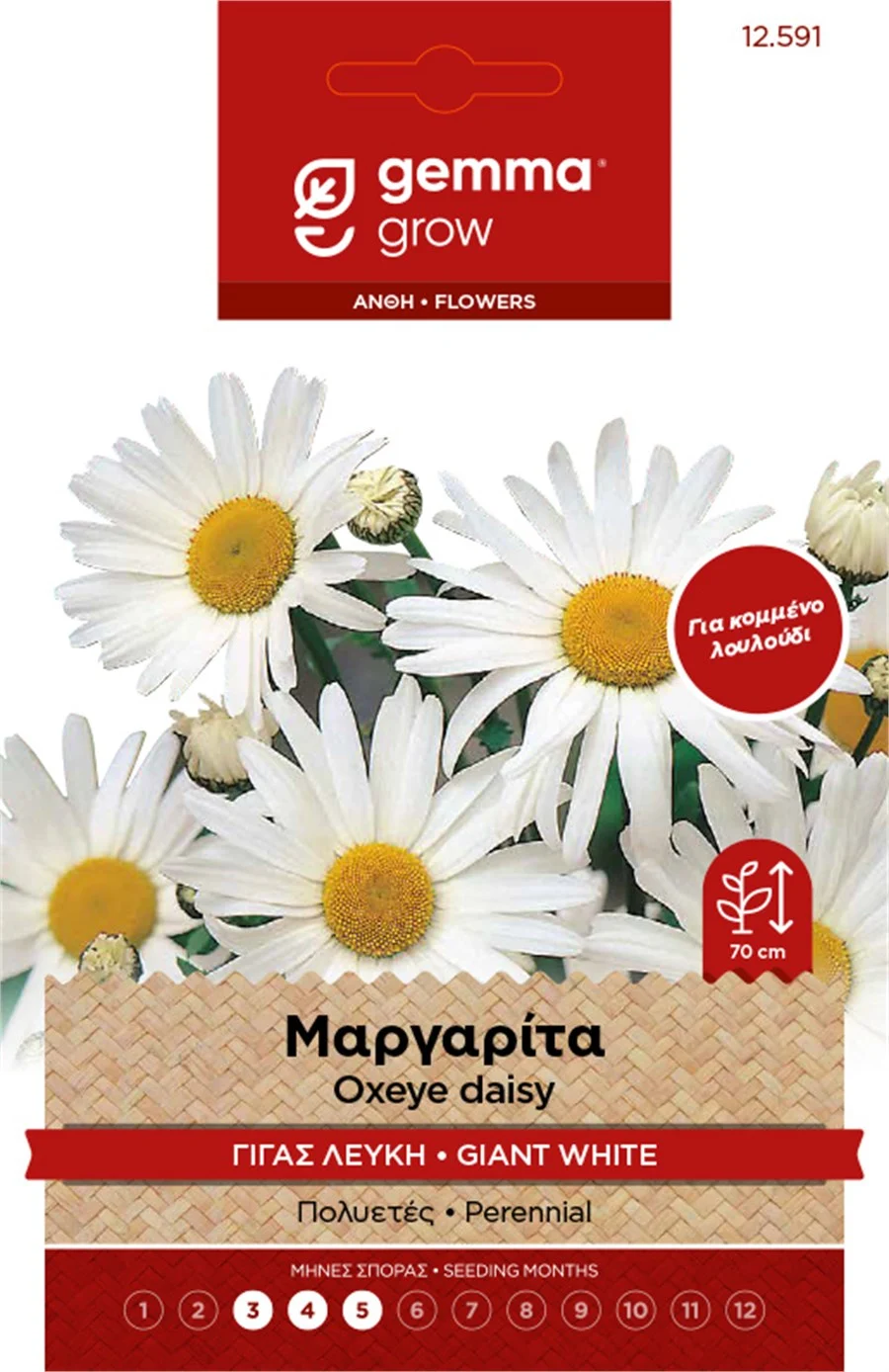 Μαργαρίτα Γίγας Λευκή φάκελος σπόρων