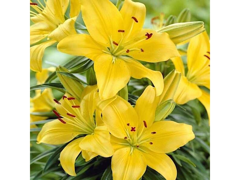 Λίλιουμ Asiatic Yellow - 1 Βολβός