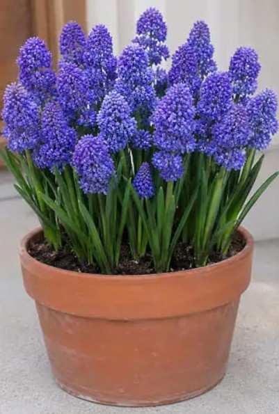 MUSCARI ARMENIACUM - 10 Βολβοί