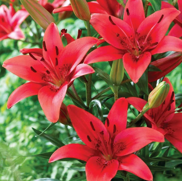 Λίλιουμ Asiatic Red - 1 Βολβός